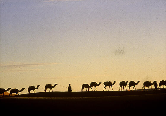 forhåndsvisning af film