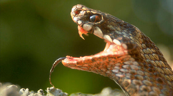 layout image (to proper size of the container)