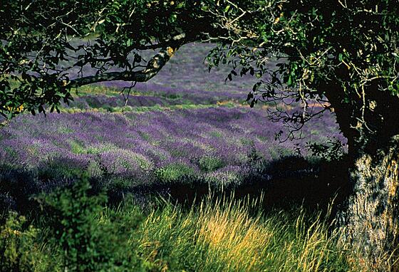 layout image (to proper size of the container)