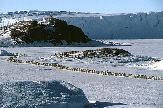 forhåndsvisning af film