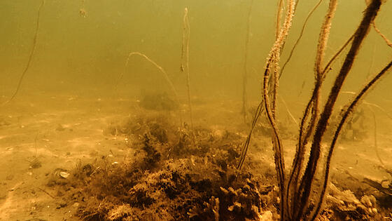 forhåndsvisning af film