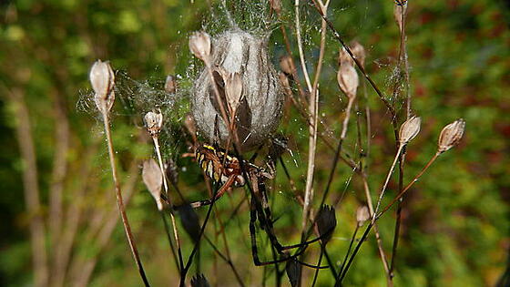 forhåndsvisning af film