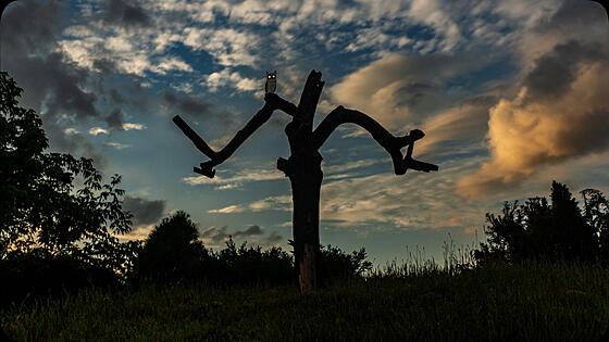 forhåndsvisning af film