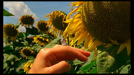 layout image (to proper size of the container)