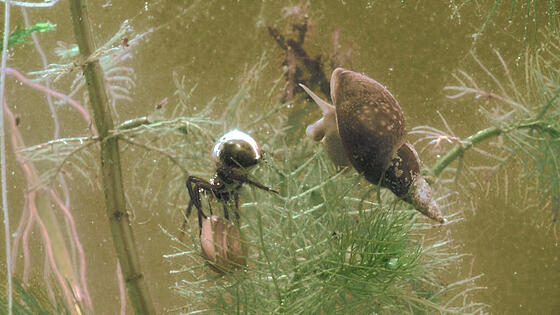 forhåndsvisning af film