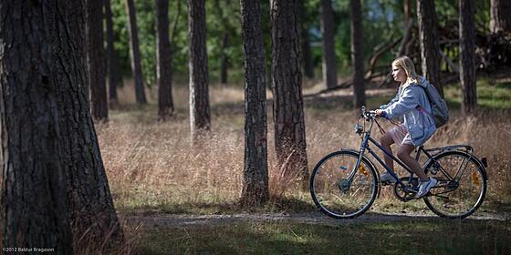 layout image (to proper size of the container)