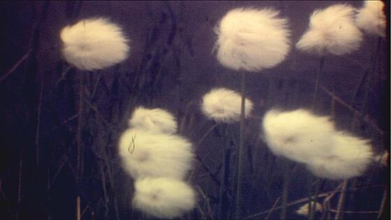 forhåndsvisning af film