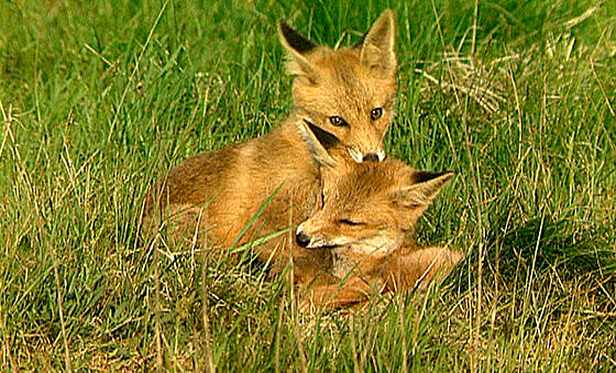 forhåndsvisning af film