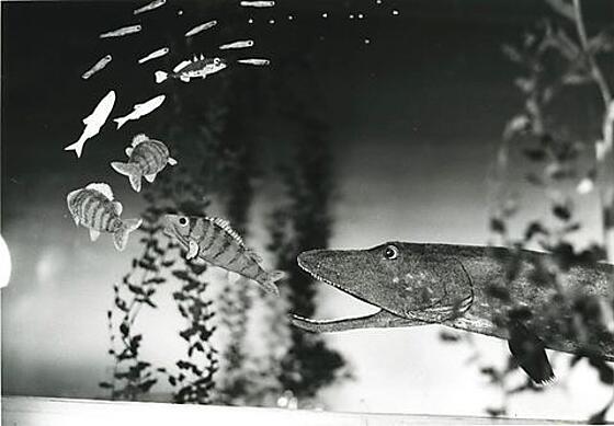 layout image (to proper size of the container)