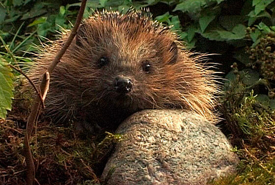 layout image (to proper size of the container)