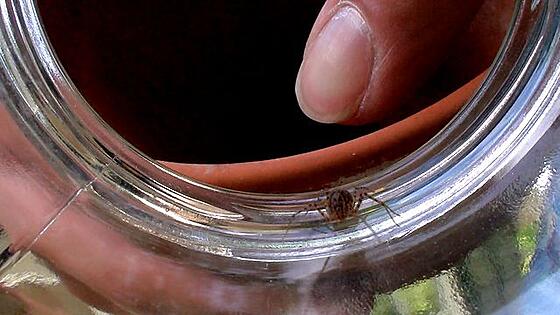 forhåndsvisning af film