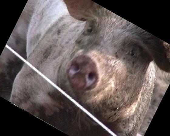 layout image (to proper size of the container)