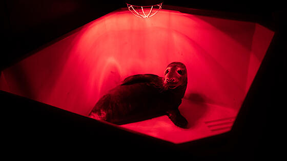 layout image (to proper size of the container)