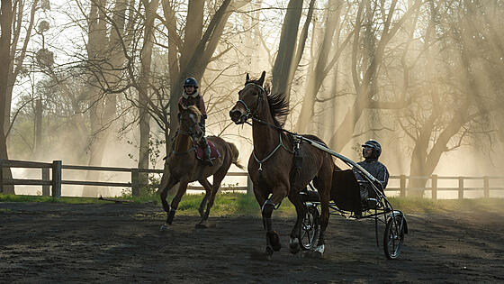 layout image (to proper size of the container)