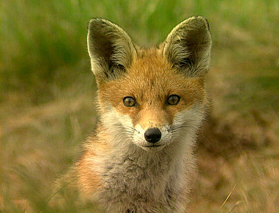 layout image (to proper size of the container)