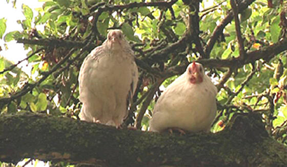 forhåndsvisning af film