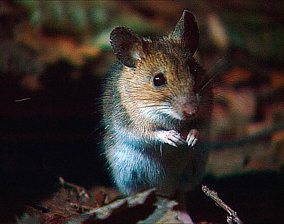 forhåndsvisning af film