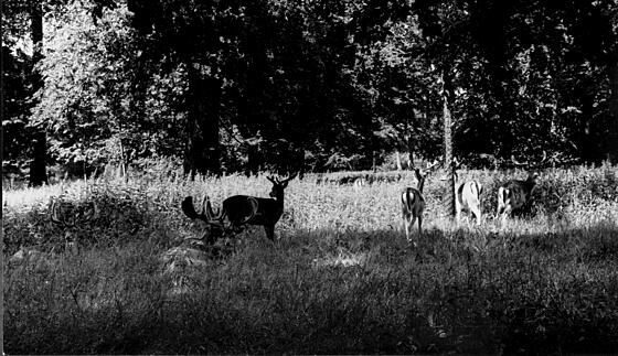 layout image (to proper size of the container)