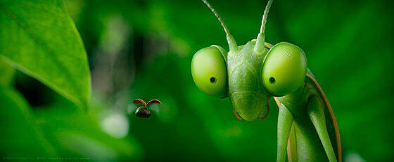 forhåndsvisning af film