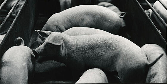 forhåndsvisning af film