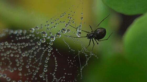 layout image (to proper size of the container)