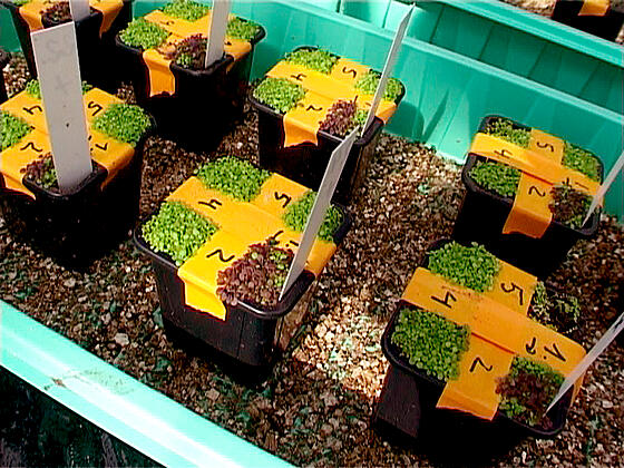 forhåndsvisning af film