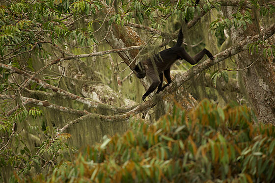 forhåndsvisning af film