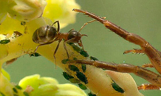 forhåndsvisning af film