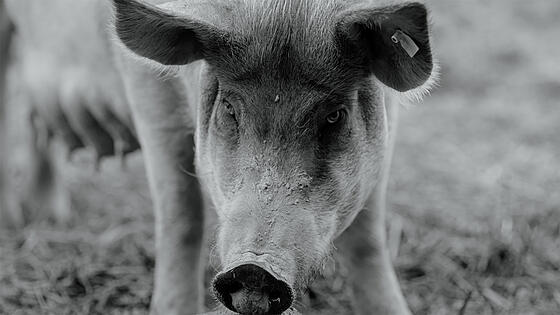 forhåndsvisning af film