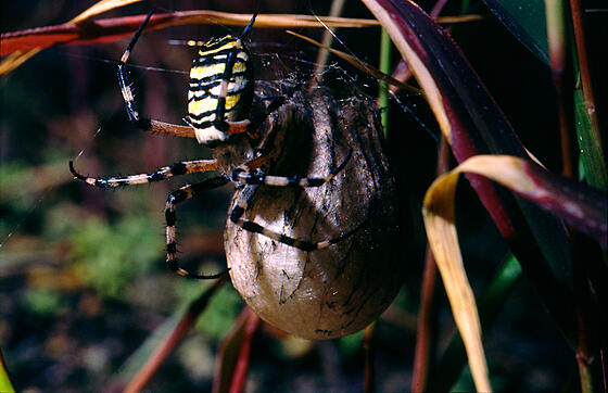 layout image (to proper size of the container)
