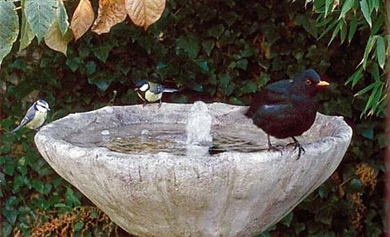 layout image (to proper size of the container)