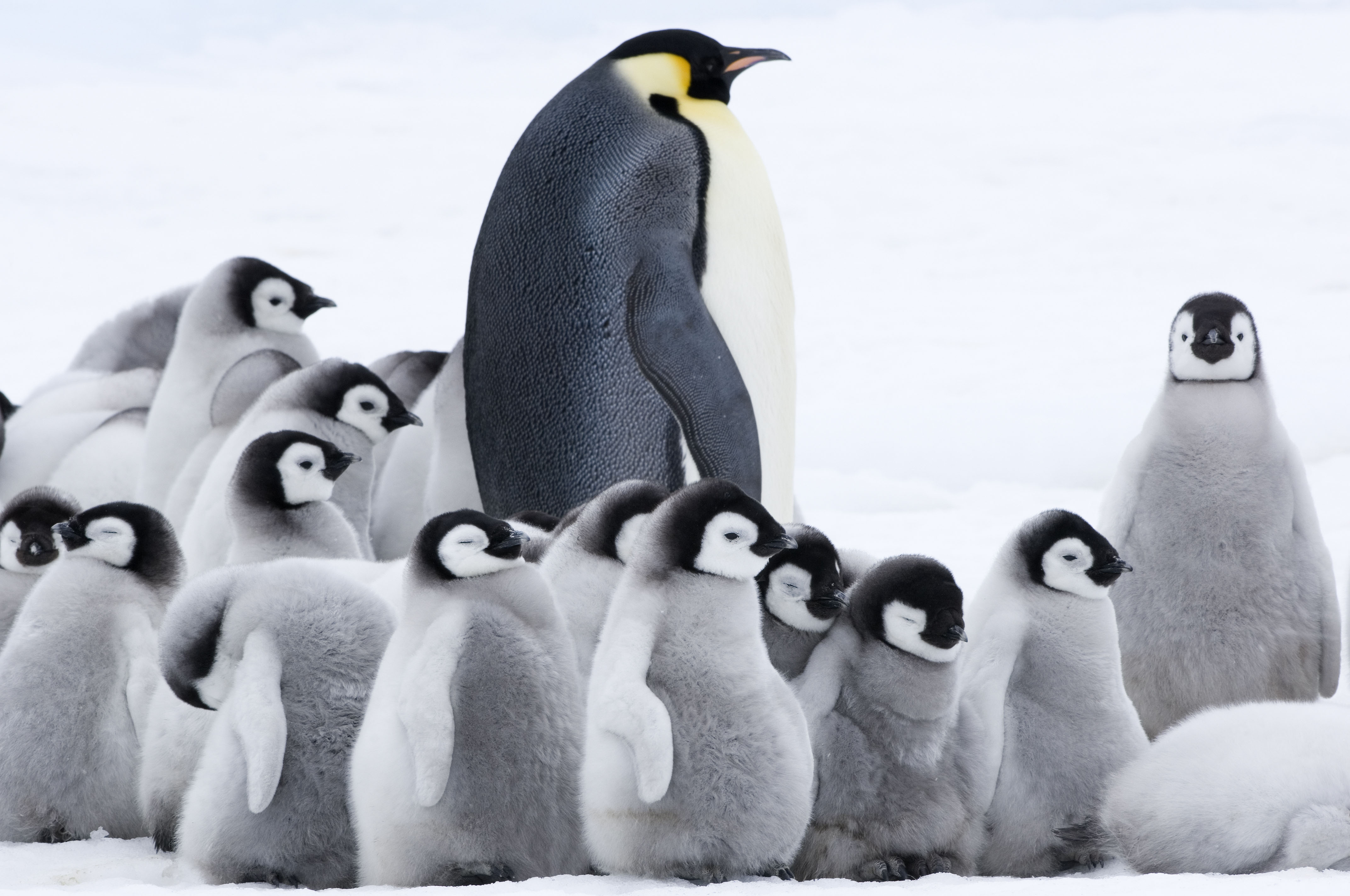 Императорские пингвины живут. Императорский Пингвин в Антарктиде. Пингвин пингвиниха и Пингвиненок. Императорский Пингвин ареал. Ясли пингвинов.